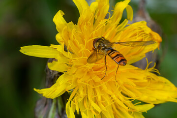 Marmalade hoverfly, Episyrphus balteatus, posed on a yellow flower