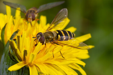 Marmalade hoverfly, Episyrphus balteatus, posed on a yellow flower