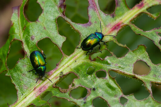 Colorful Dogbane Leaf Beetle Chrysochus auratus on big green leaf