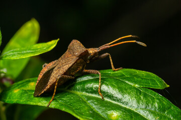 Squash bug Coreus marginatus. Dock bug Coreus marginatus on a green leaf of grass