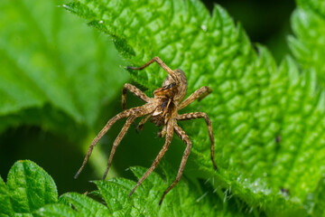 Pisaurina mira Nursery web spider a common garden and meadow insect with selective focus