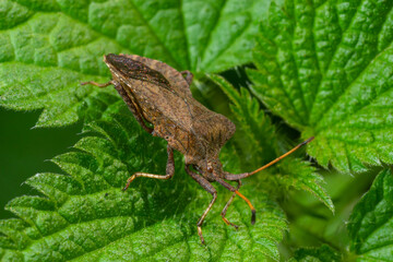 Squash bug Coreus marginatus. Dock bug Coreus marginatus on a green leaf of grass
