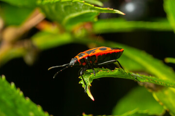 Natural closeup on the red firebug, Pyrrhocoris apterus sitting on a leaf in the garden