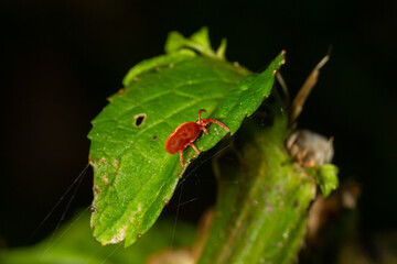Close up macro Red velvet mite or Trombidiidae in natural environment