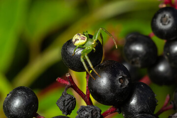 Green crab spider, Diaea dorsata, sits in ambush for prey on elder berries