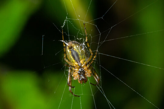 Neriene peltata is a species of spider belonging to the family Linyphiidae