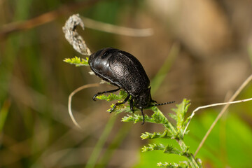 Bug sits on a leaf. Insecta Coleoptera Chrysomelidae Galeruca tanaceti female, summer day in natural environment