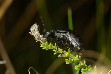 Bug sits on a leaf. Insecta Coleoptera Chrysomelidae Galeruca tanaceti female, summer day in natural environment