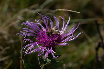 brown cornflower Centaurea jacea and a bee sitting on a flower on a summer day