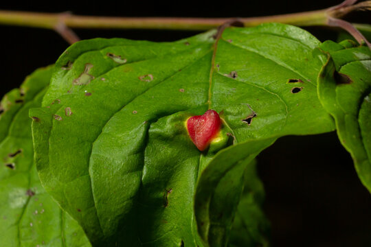 Red galls of Pontania proxima on green leaf, sick tree. Pontania proxima, the willow gall sawfly. Plant galls. Euura proxima, leaf diseas, red pustule gall mite