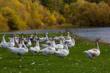 Gray beautiful geese in a pasture in the countryside walk on the green grass. Livestock farm birds. Animal breeding
