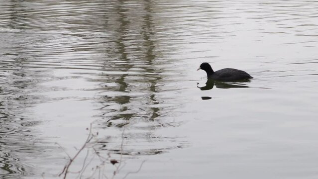  Yellow Billed Loon, Gavia Adamsii, Diving in a Pond