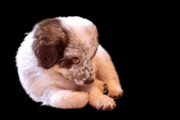 Obraz premium Shy Bulgarian shepherd puppy dog isolated