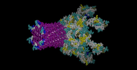 Gram-negative bacteria Actinobacillus actinomycetemcomitans, three-component drug efflux pump 3D protein molecule 4K