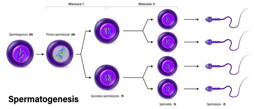 Spermatogenesis. Cell division. Gametogenesis. Meiosis. Human reproductive system.