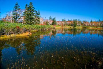Shinsennuma Marsh (pond) in Niseko town, Hokkaido prefecture, Japan.