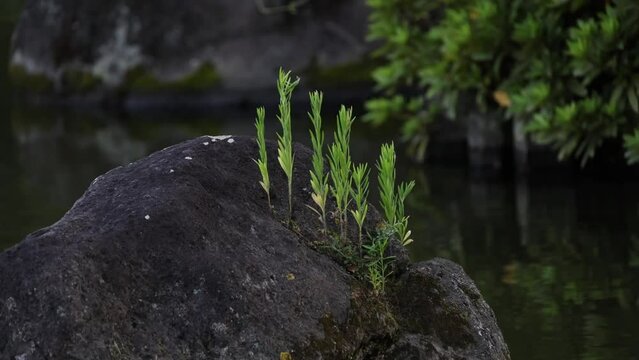 池の石に生える草