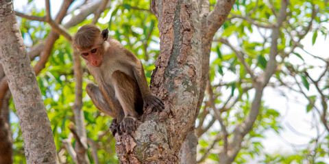 Toque Macaque, Macaca sinica, Golden Temple of Dambulla, Dambulla Cave Temple, UNESCO World Heritage Site, Kandy Province, Sri Lanka, Asia