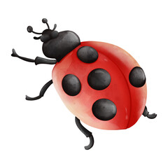 Fototapeta na wymiar Watercolor single ladybug insect animal, Spring Season illustration Element