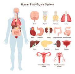 Human body anatomy. Cardiovascular, respiratory, digestive, urinary - obrazy, fototapety, plakaty