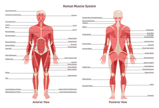 Anatomy of human muscular system. Front and back view of the body.