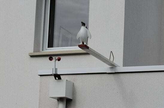 Pingouin sur un tremplin .
