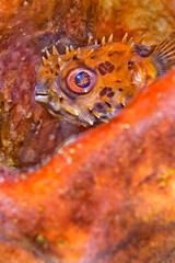 Porcupinefish, Rounded Porcupinefish, Cyclichthys orbicularis, Coral Reef, Lembeh, North Sulawesi, Indonesia, Asia