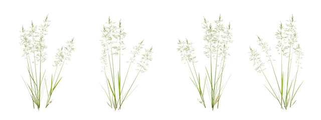 Set of bentgrass plant on transparent background, nature meadow, 3d render illustration. © Sandy