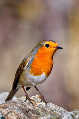 European Robin, Erithacus rubecula, Sierra de Guadarrama National Park, Segovia, Castilla y León, Spain, Europe