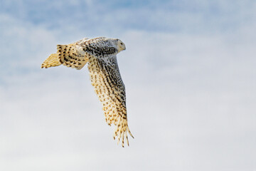Close up of a snowy owl