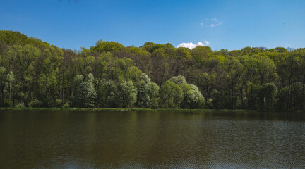 Fototapeta premium lake in the forest
