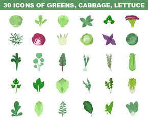 Greens, lettuce and cabbage colored illustration. Vegetable salad