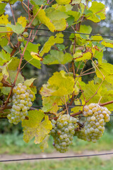 Fototapeta premium Grapes Riesling in autumn vineyard, Southern Moravia, Czech Republic