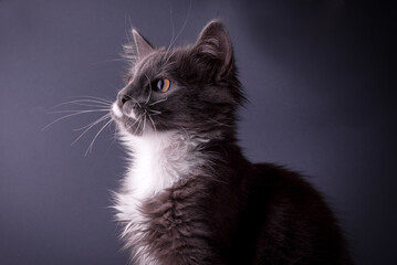 Cute Grey Kitten watching the camera gray background of Banner with copy space.