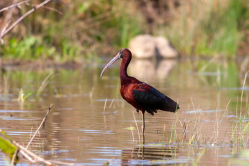 big water bird feeding in the pond, Glossy Ibis, Plegadis falcinellus	