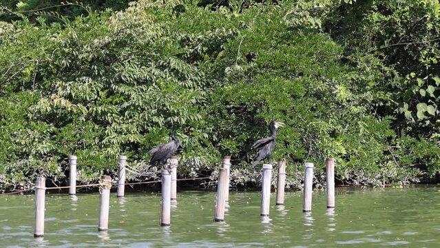 A cormorant living by the water
