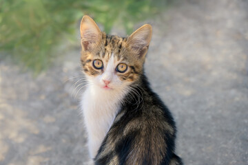 Cute little cat kitten, bicolor tabby and white, looking curiously with beautiful eyes, Greece
