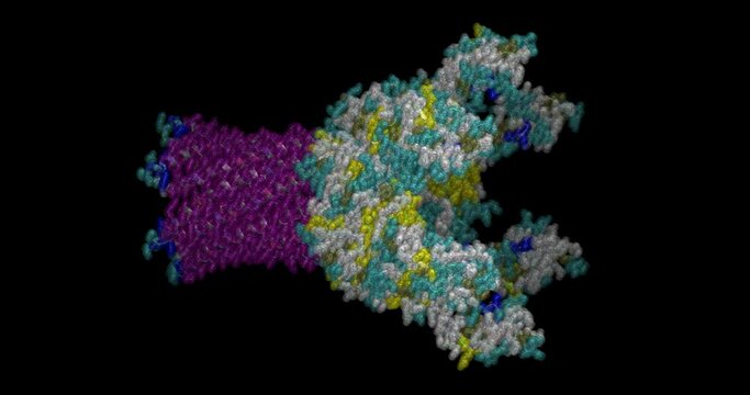 Gram-negative bacteria Actinobacillus actinomycetemcomitans, three-component drug efflux pump 3D protein molecule spinning 4K