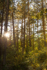 Nature forest background with bright yellow and green colorful leaves on trees