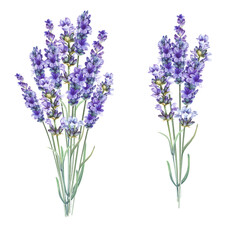 Fototapeta premium Purple watercolor lavender. Set of differents flower lavandula on white background. Elegant floral illustration