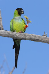  Black-hooded Parakeet Fort De Soto Park Florida USA