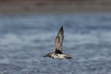  black-bellied plover (Pluvialis squatarola) Fort De Soto Park Florida USA