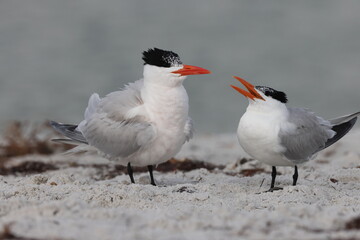  royal tern (Thalasseus maximus) Fort De Soto Park Florida USA