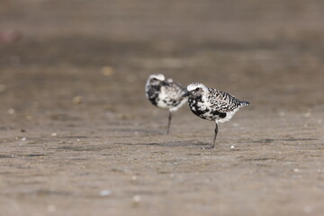  black-bellied plover (Pluvialis squatarola) Fort De Soto Park Florida USA