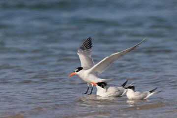  royal tern (Thalasseus maximus) Fort De Soto Park Florida USA