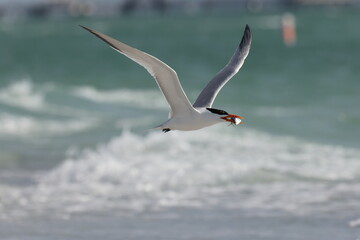  royal tern (Thalasseus maximus) Fort De Soto Park Florida USA
