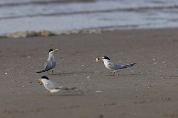   least tern (Sternula antillarum) Fort De Soto Park Florida USA