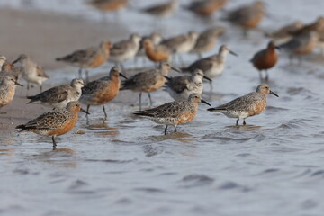  Red Knot Fort De Soto Park Florida USA