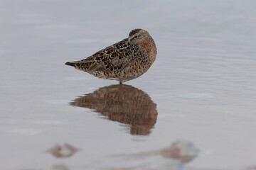  Red Knot Fort De Soto Park Florida USA