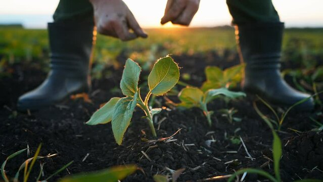 Close-up of person hands in gloves touching young sapling of plant. Growing in field or in garden bed. Farmer agronomist checks condition of green leaves and touches them. Agriculture. Sun rays.
